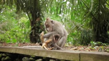 Maymunlar muz yiyin. Maymun orman Ubud Bali Endonezya.