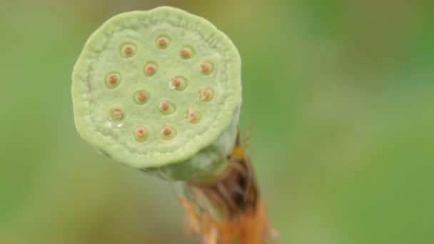Close up clip of lotus seed pod. Natural background with green spider. — Stock Video