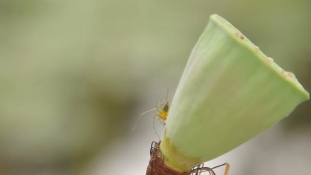 Fermer le clip de la gousse de graine de lotus. Fond naturel avec araignée verte . — Video