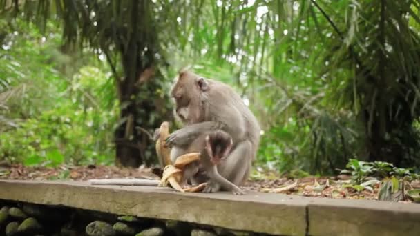 Opice jíst banány. Monkey forest Ubud Bali Indonésie.