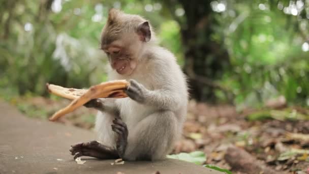Malá opička jí banán. Opičího lesa Ubud, Bali, Indonésie. — Stock video
