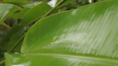 Parlak yeşil bitkiler yağmur altında. Yağışlı sezon içinde tropikal orman.