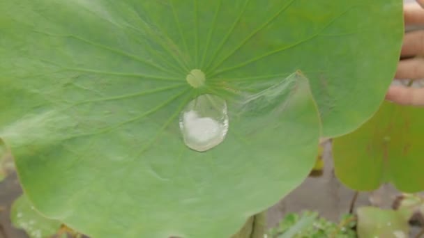 Fundo natural com grande gota de chuva na folha de lótus verde. Mulher brincando com água . — Vídeo de Stock