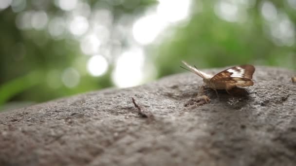 Butterfly utforskar något på sten med sin snabel. — Stockvideo