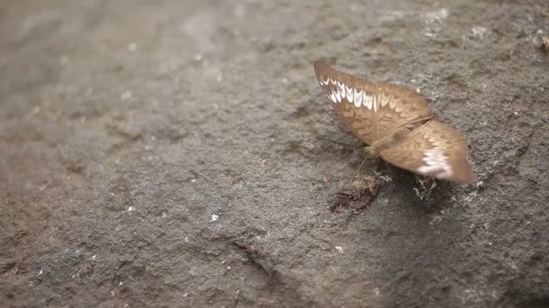 Schmetterling erkundet mit seinem Rüssel etwas am Stein. — Stockvideo