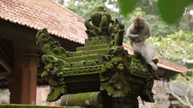 Heykelin üzerine oturan ve kürk içinde böcekler için arama maymun. Yosunlu heykeller maymun orman içinde. Ubud, Bali, Endonezya.