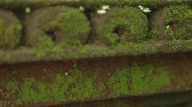 Yosunlu heykeller maymun orman içinde. Ubud, Bali, Endonezya.