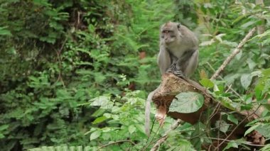 Maymun sitiing ağaç üzerinde. Maymun orman Ubud, Bali, Endonezya.