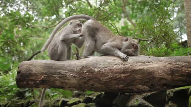 Apor på träd söker efter insekter i päls. Monkey forest i Ubud Bali Indonesien. — Stockvideo