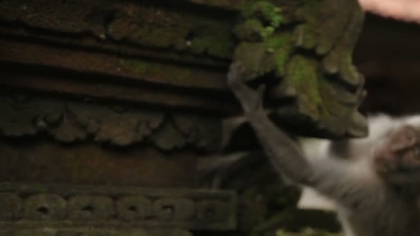 Macaco sentado na estátua e à procura de insetos em sua pele. Esculturas musgosas na floresta de macacos. Ubud, Bali, Indonésia . — Vídeo de Stock