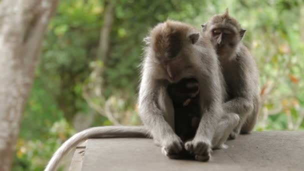 Apen Doornroosje. met cub. Monkey forest in Ubud Bali Indonesië. — Stockvideo