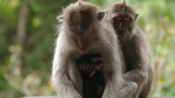 Des singes endormis. avec ourson. Forêt de singes à Ubud Bali Indonésie .