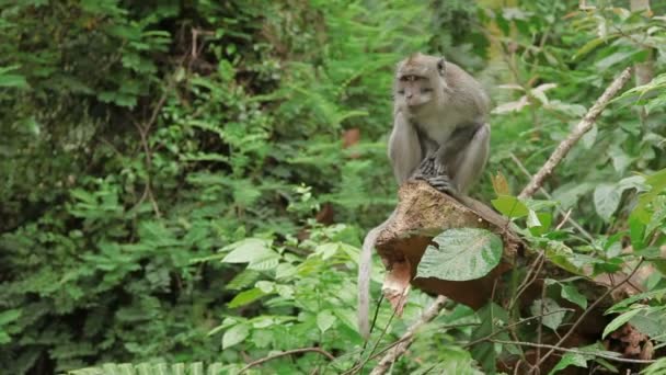 Monkey sitiing on tree. Monkey forest in Ubud, Bali, Indonesia.