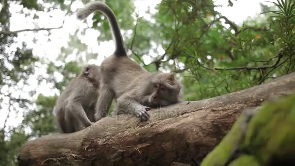 Monos en el árbol en busca de insectos en la piel. Bosque de monos en Ubud Bali Indonesia . — Vídeos de Stock