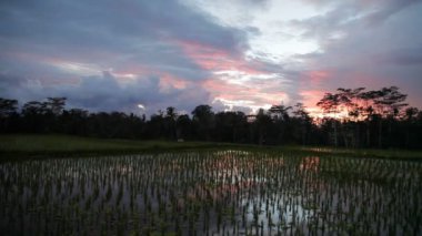 Güzel gün batımı pirinç tarlaları üzerinde. Bali Adaları, Endonezya.