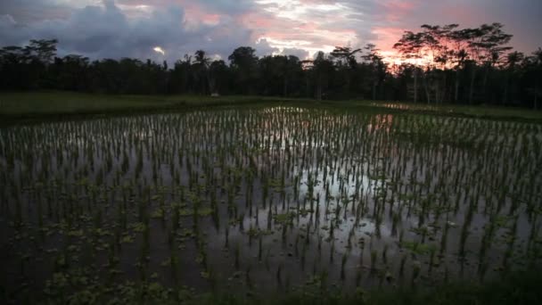 Güzel gün batımı pirinç tarlaları üzerinde. Bali Adaları, Endonezya. — Stok video
