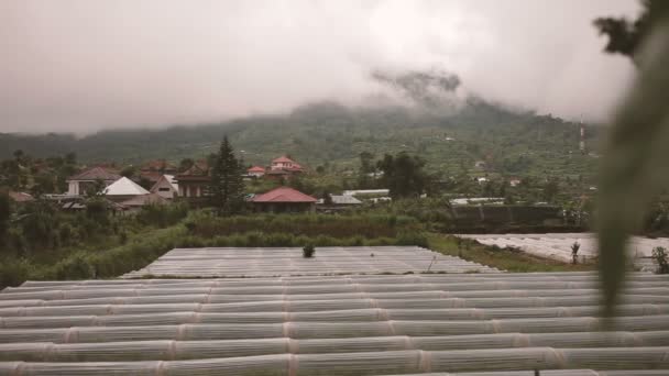 Aardbei veld in de buurt van de vulkaan Batur Kintamani. Winterseizoen regenachtig en bewolkt. Bali, Indonesië — Stockvideo