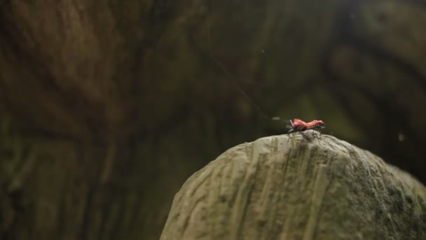 Pareja de escarabajos Pyrrhocoridae apareándose en piedra Bali, Indonesia . — Vídeos de Stock