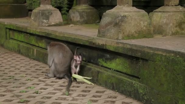 Mono cachorro juega con hojas. Bosque de monos en Ubud Bali Indonesia . — Vídeo de stock