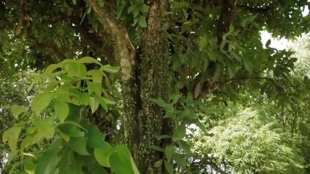 Wijnstokken wikkel rond boomstam. Natuur in Bali, Indonesië. — Stockvideo
