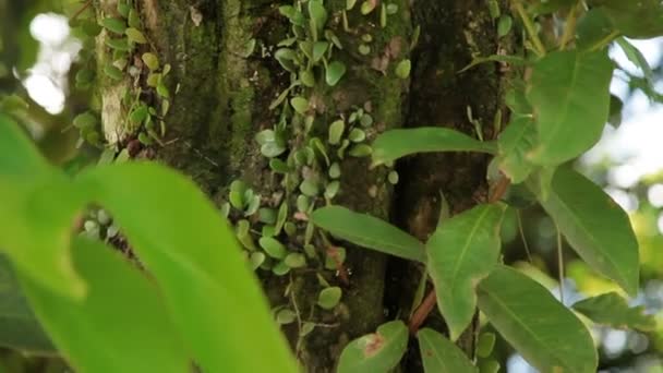 ブドウの木は木の幹に折り返します。インドネシア ・ バリ島の自然. — ストック動画