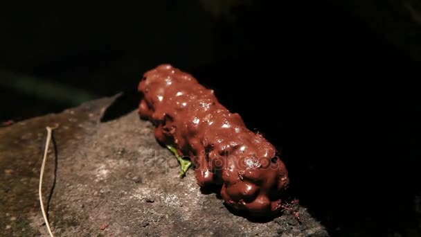 Mieren eten de gesmolten chocolade. — Stockvideo