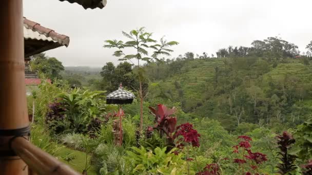 Panoramiczny widok na pola uprawne taras. Sezon zimowy pochmurnie i deszczowo. Bali, Indonezja. — Wideo stockowe