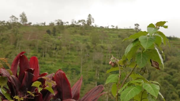 Panorama vista sobre os campos agrícolas terraço. Inverno estação chuvosa e nublada. Bali, Indonésia . — Vídeo de Stock