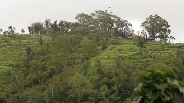 Панорама перегляд на терасі сільськогосподарських полів. Зимовий сезон дощовими та туманними. Балі, Індонезія. — стокове відео