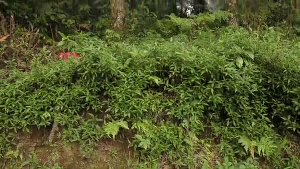 비 후에 버그 린 정글 숲입니다. 자연적인 안개 배경입니다. 발리, 인도네시아. — 비디오