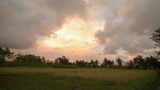 Campi di riso sull'isola di Bali. Tramonto con Luna e nuvole di forma diversa. Indonesia . — Video Stock