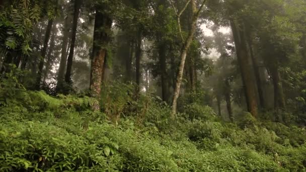 Evergreen jungle Las po deszczu. Naturalne tło zamglony. Bali, Indonezja. — Wideo stockowe