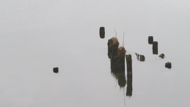 In dem ruhigen Fluss hakt es. Natürlicher Hintergrund im Winter. — Stockvideo