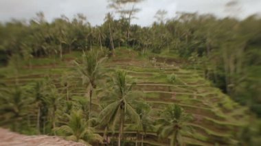 Lensbaby Sweet ile 35 mm. kış vurdu görünümü Teras tarım alanları, yağmurlu ve bulutlu sezon. Bali, Endonezya.