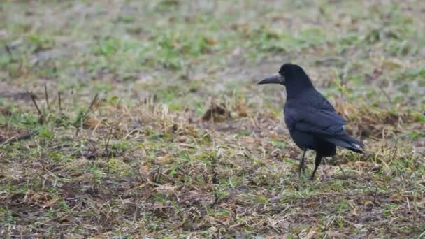 Grand corbeau noir cherche de la nourriture et défèque . — Video