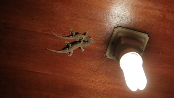 Paire de lézards Gecko assis au plafond et chasse les petits insectes. Bali, Indonésie . — Video