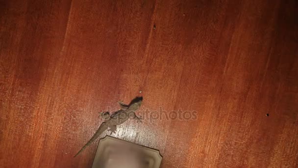 Gecko, siedząc na suficie i poluje na małe owady. Bali, Indonezja. — Wideo stockowe