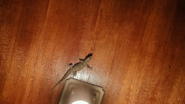 Gecko ül a mennyezeten és a kis rovarokat vadászik. Bali, Indonézia. — Stock videók