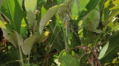 Kuzey altın Orb Weaver ya da dev altın Orb Weaver Nephila pilipes ventral yan. Bali Endonezya.