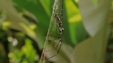 Kuzey altın Orb Weaver ya da dev altın Orb Weaver Nephila pilipes ventral yan. Bali Endonezya.