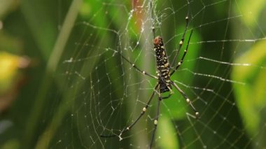 Kuzey altın Orb Weaver ya da dev altın Orb Weaver Nephila pilipes ventral yan. Bali Endonezya.