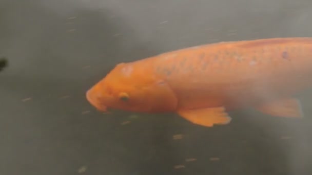 Koi of nishikigoi, gedomesticeerde sier rassen van de karper Cyprinus carpio. Kleurrijke vissen zweven in het water. — Stockvideo