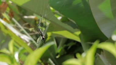 Kuzey altın Orb Weaver ya da dev altın Orb Weaver Nephila pilipes ventral yan. Bali Endonezya.