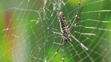 Kuzey altın Orb Weaver ya da dev altın Orb Weaver Nephila pilipes ventral yan. Bali Endonezya.