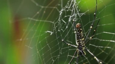 Kuzey altın Orb Weaver ya da dev altın Orb Weaver Nephila pilipes ventral yan. Bali Endonezya.