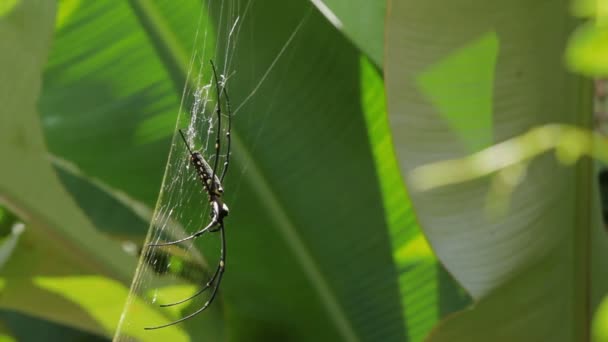 Η Βόρεια Golden Orb Weaver ή γίγαντας Golden Orb Weaver Nephila pilipes κοιλιακά πλευρά. Μπαλί Ινδονησία. — Αρχείο Βίντεο