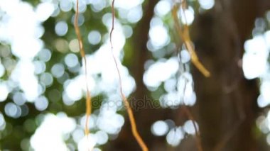 Güneş ağaçların dalları ile parlar. Ağaç hava kök sistemi ile. Bangkok, Tayland.