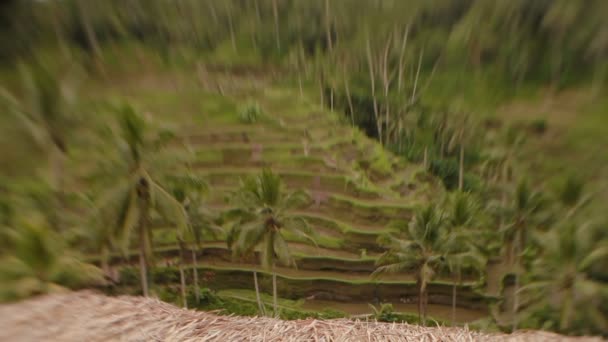 Widok na taras pola uprawne, strzał z Lensbaby Sweet 35 mm. zima sezon pochmurnie i deszczowo. Bali, Indonezja. — Wideo stockowe