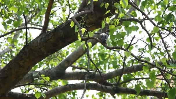 鳩は、ツリーの葉の枝に座っています。バンコク、タイ. — ストック動画