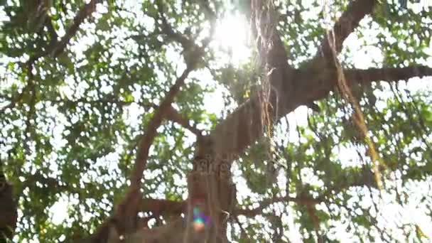 Сонце світить через гілки дерев. Дерево з повітряної кореневої системи. Бангкок, Таїланд. — стокове відео